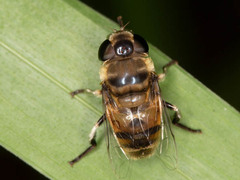 Phytomia incisa