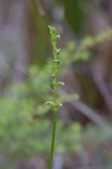 Microtis oligantha