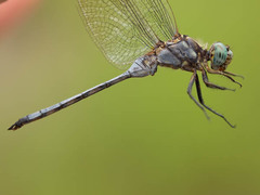 Orthetrum brachiale