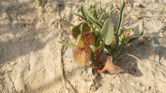 Rumex vesicarius