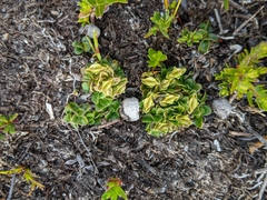 Schizacme montana