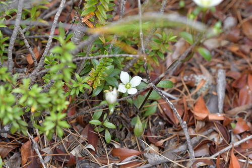 Image of Gentianella stellata by (c) Christopher Stephens, some rights reserved (CC BY-SA)