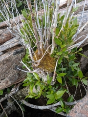 Atherosperma moschatum moschatum