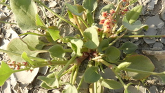 Rumex vesicarius