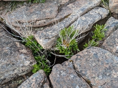 Atherosperma moschatum moschatum