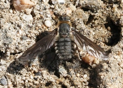 Poecilanthrax californicus