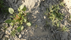 Rumex vesicarius