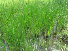 Eleocharis limosa