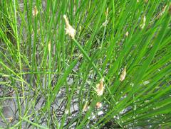 Eleocharis limosa