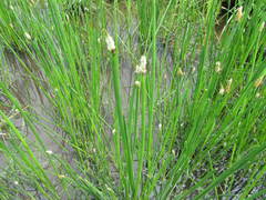 Eleocharis limosa