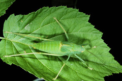 Pterophyllini