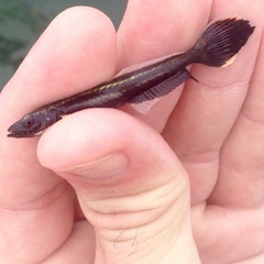 Rachycentron canadum