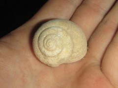 Xanthomelon saginatum