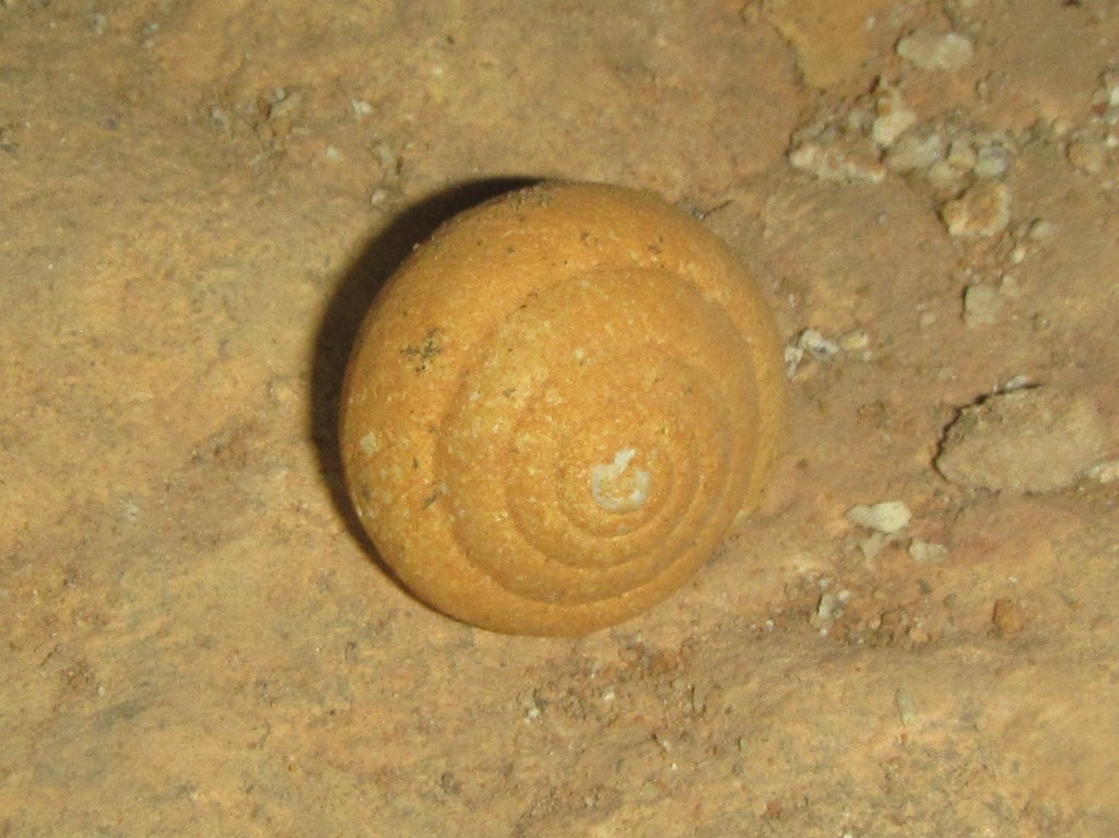 Rounded Chillagoe Thicket Snail