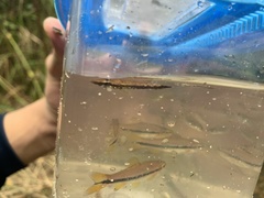 Luciocephalus pulcher