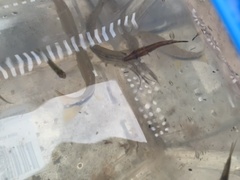 Luciocephalus pulcher