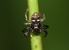 Synema nigrotibiale