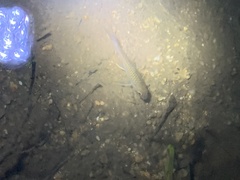 Neolissochilus hendersoni