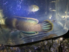 Neolissochilus hendersoni