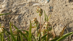 Plantago amplexicaulis