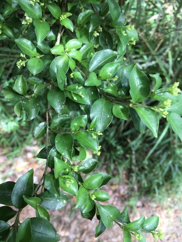 Psychotria ankafinensis image