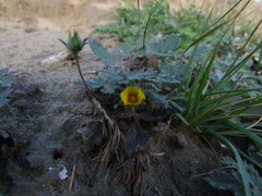 Potentilla arenosa