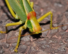 Terpandrus endota