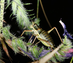 Ephippiger diurnus diurnus