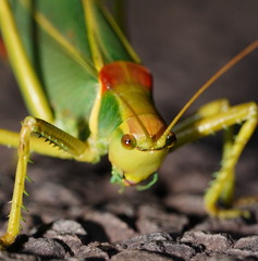 Terpandrus endota