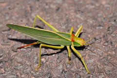 Terpandrus endota