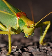 Terpandrus endota