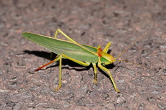Terpandrus endota