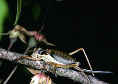 Ephippiger diurnus diurnus