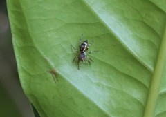 Cosmophasis