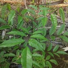 Melicope pteleifolia