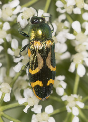 Castiarina flavopicta