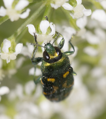 Castiarina flavopicta