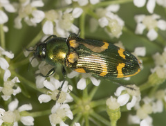 Castiarina flavopicta