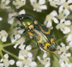 Castiarina flavopicta