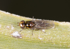 Chloromerus
