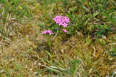 Centaurium littorale