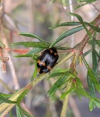 Macrohelodes crassus