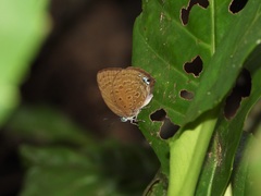 Arhopala major major
