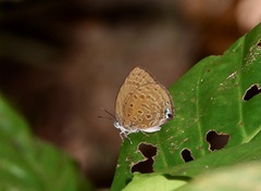 Arhopala major major