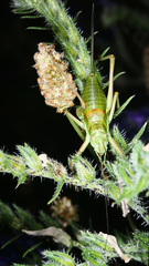 Ephippiger diurnus diurnus