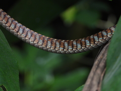 Dendrelaphis kopsteini