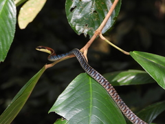 Dendrelaphis kopsteini