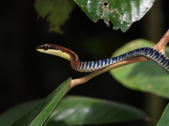 Dendrelaphis kopsteini