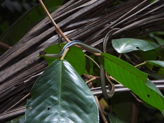 Dendrelaphis kopsteini