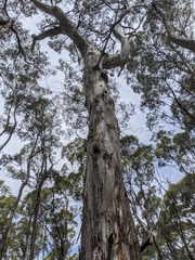 Eucalyptus dalrympleana